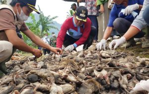 Belum Genap Sebulan, 36 Ribu Tikus Berhasil Ditangkap