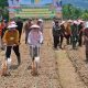 Lebong Perkuat Ketahanan Pangan, Program OPLAH Non Rawa Resmi Dimulai